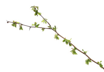 Young branch with spring green leaves isolated on white background