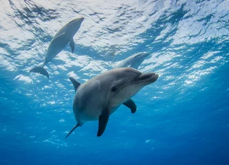 Fototapeten Delphin im Wasser © Tropicalens