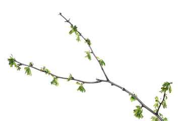 Young branch with spring green leaves isolated on white background