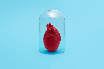 Human heart in quarantine under a glass cloche dome on a blue background with copy space and room...
