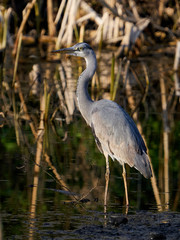 Grey heron (Ardea cinerea)