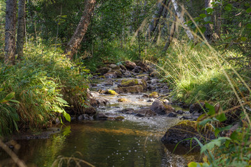 Naklejka na ściany i meble A stony forest stream during a summer day