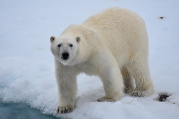 Naklejka na ściany i meble Polar bear in Svalbard Archipelago, Norway