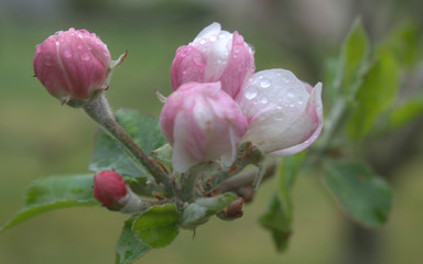 fleur rose de pommier au printemps 