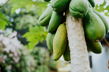 cosecha de papaya 2