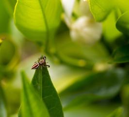 Small jumping spider on the green leaf of an orange tree