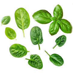 Fresh Basil leaves isolated  on white background. Creative layout made of green Basil. Flat lay. Top view