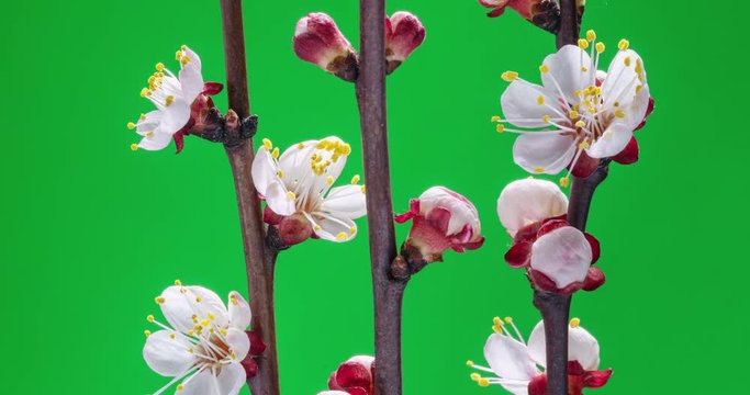 Spring flowers. Apricot flowers on an apricots branch blossom on a green screen background.  