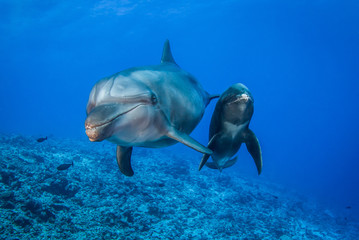 Fototapeta premium dolphin in blue water