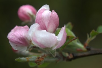 fleur rose de pommier au printemps 