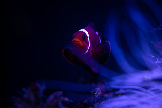Acanthurus lineatus fish close up coral reef fauna nature sea aquarium 