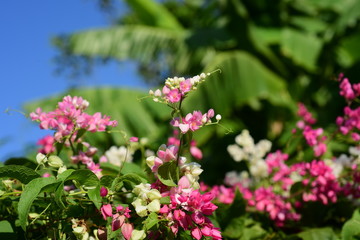 Obraz premium Flowers in the garden that bloom in summer Local flower garden, beautiful garden park