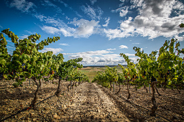 Summer landscape of a vineyard in Spain, at harvest time