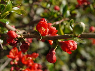 Zierquittenbl&uuml;ten