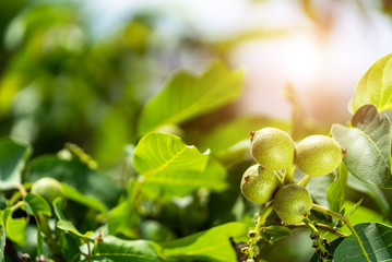Young walnuts on the tree at sunset. Tree of walnuts. Green leaves background.