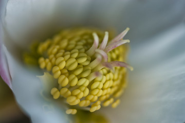 White hellebore winter rose flower center piece macro with pistils and pollen stems blooming in the spring garden, textured background