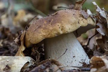 Edible mushroom Boletus edulis in the forest covered by leaves, close up view of Penny Bun or King Bolete.