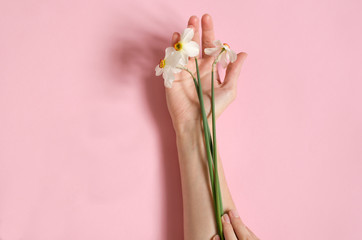 Daffodils lie in the arms of a young girl. Hands with flowers on a pink paper background. White daffodils on hand.