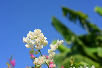 Flowers in the garden that bloom in summer Local flower garden, beautiful garden park