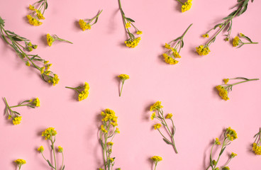 A lot of wildflowers on a pink background. Yellow wildflowers. Floral background.