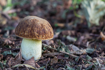 Boletus depilatus mushroom, Hemileccinum depilatum or Xerocomus depilatus. Endangered and rare fungus.