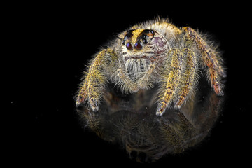 Jumping spider with black background