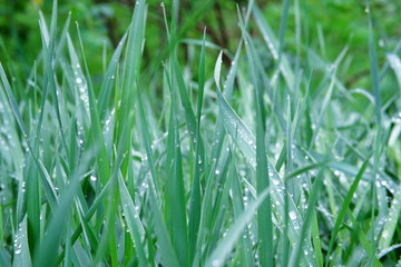 Green grass with drops of water. Meadow grass with drops rain, nature scene and weather. Environmental background.