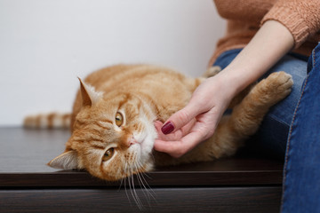womans  hands stroking healthy red cat in the room at home. Human hand care and  stroking  fluffy cat close up. owner hands patting funny cat with a satisfied muzzle. Pets and lifestyle concept