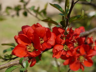 Die Blüten der Zierquitte
