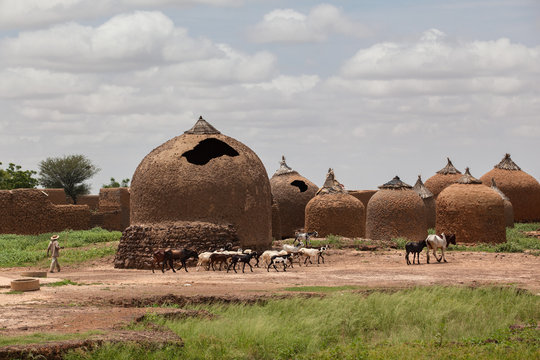 Farmer herds in Sahel zone western Africa  traditional  mud huts