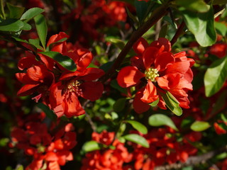 Die Blüten der Zierquitte