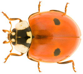 Adalia bipunctata, known as the two-spot ladybird, two-spotted ladybug or two-spotted lady beetle, is a beetle of the family Coccinellidae. Dorsal view of ladybird isolated on white background.
