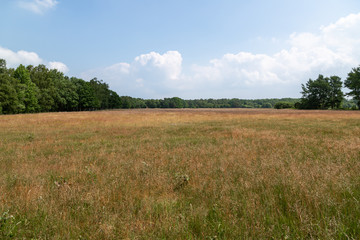 Obraz premium Heath close to Ulvshale, Moen, Zealand, Denmark