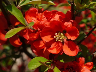 Die Blüten der Zierquitte