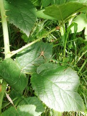 green peas on the vine