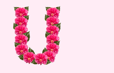 Pink Hibiscus Flower Alphabet U on isolated Background. Beautiful China Rose flower letter. Beautiful Double headed Pink Hibiscus Flower font