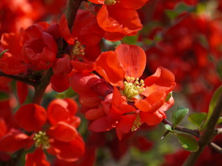 Die Blüten der Zierquitte