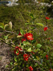 Die Blüten der Zierquitte