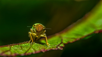fly 73