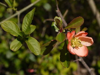 Die Blüten der Zierquitte