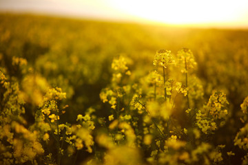 Blossoming yellow field of rapeseed flowers field at sunset light and  sky background