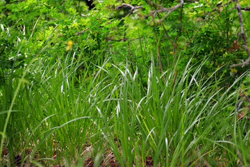 Vegetation and flowers at Beloi Viewpoint in the parkos nationale of Vikos-Aoos