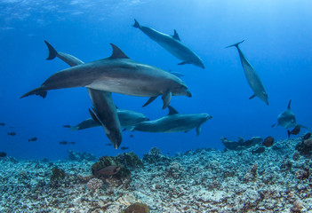 Fototapeta na wymiar group of dolphins