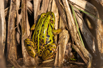 Bright colored European Green Frog hanging out and basking in reeds just above water level