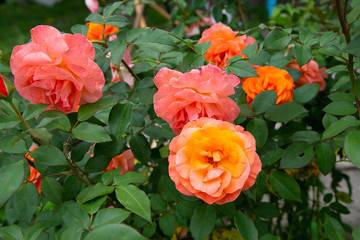 bright orange-pink roses in the garden for wallpaper or background