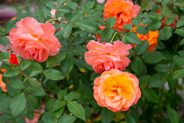 bright orange-pink roses in the garden for wallpaper or background