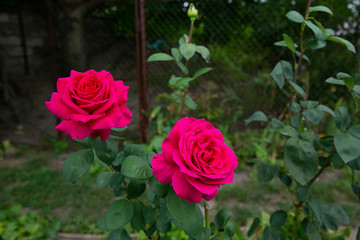 bright red two roses in the garden for wallpaper or background