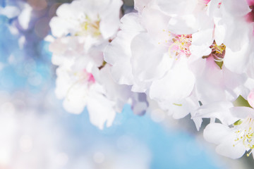 A branch of cherry blossoms. Sunlight through the branches. Spring background.