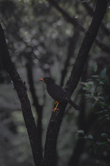 Blackbird singing in the dead of night