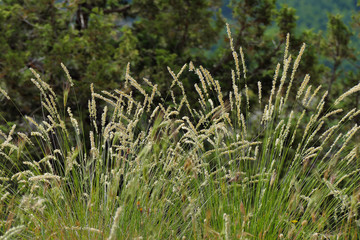 Vegetation and flowers at Beloi Viewpoint in the parkos nationale of Vikos-Aoos